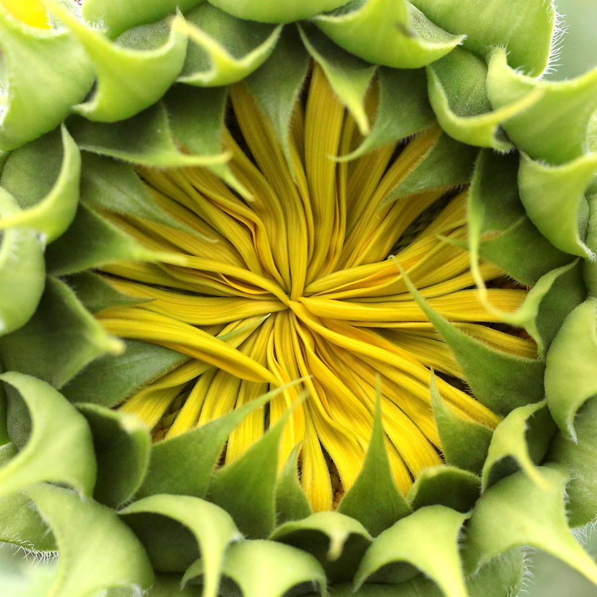 Pope Sunflowers 11-08112017162644