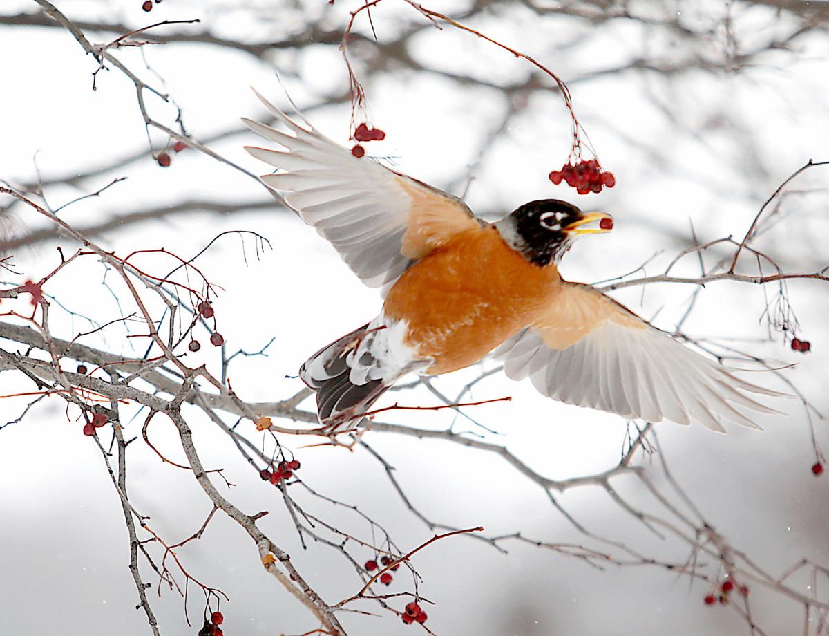 Robin