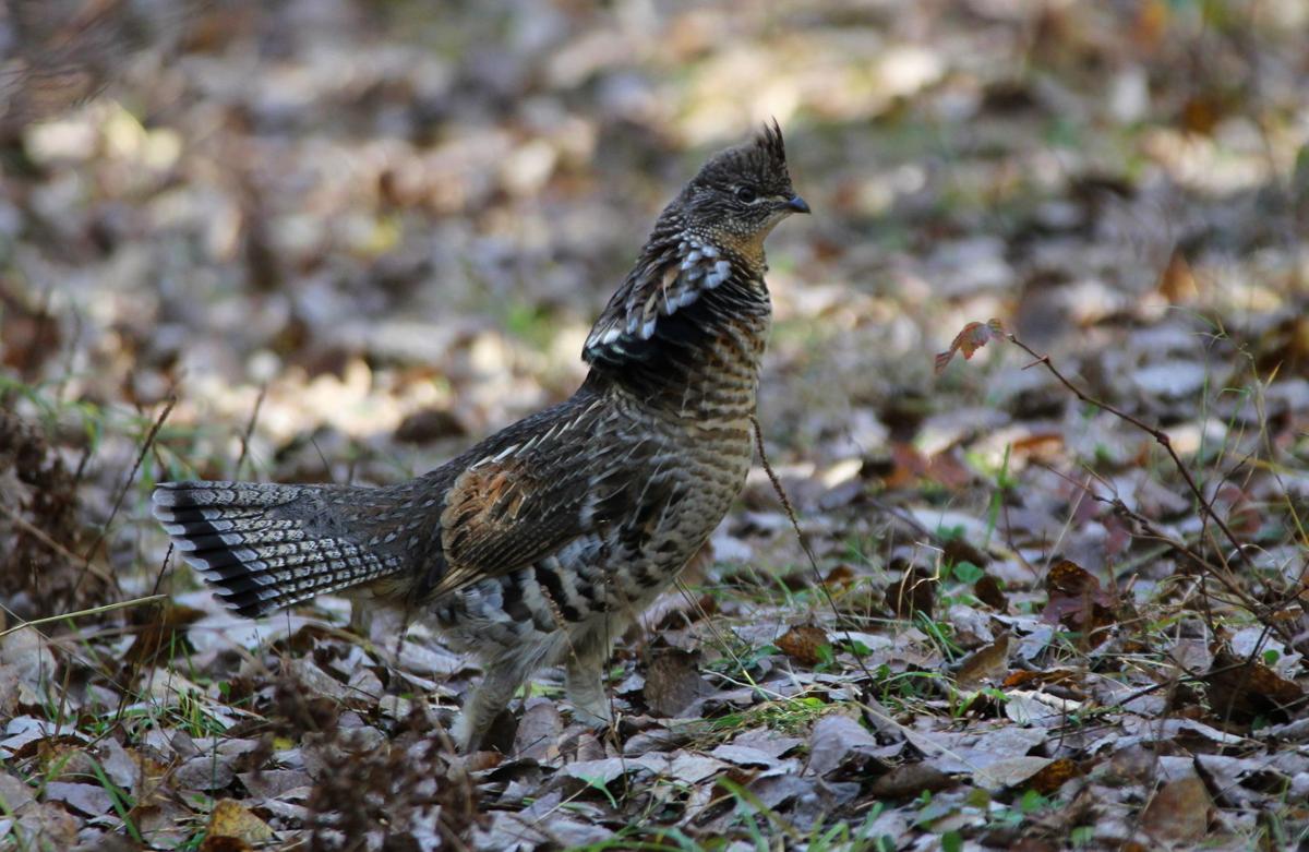 Jerry Davis Ruffed grouse forecast indicates sufficient populations