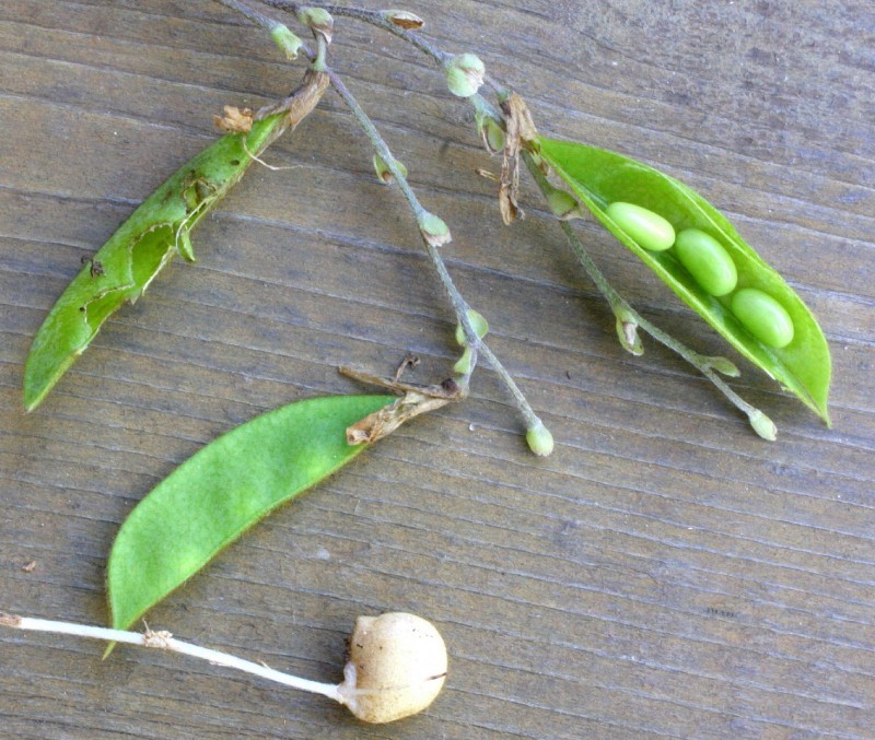 Nature's Way Hog peanut plant Outdoors
