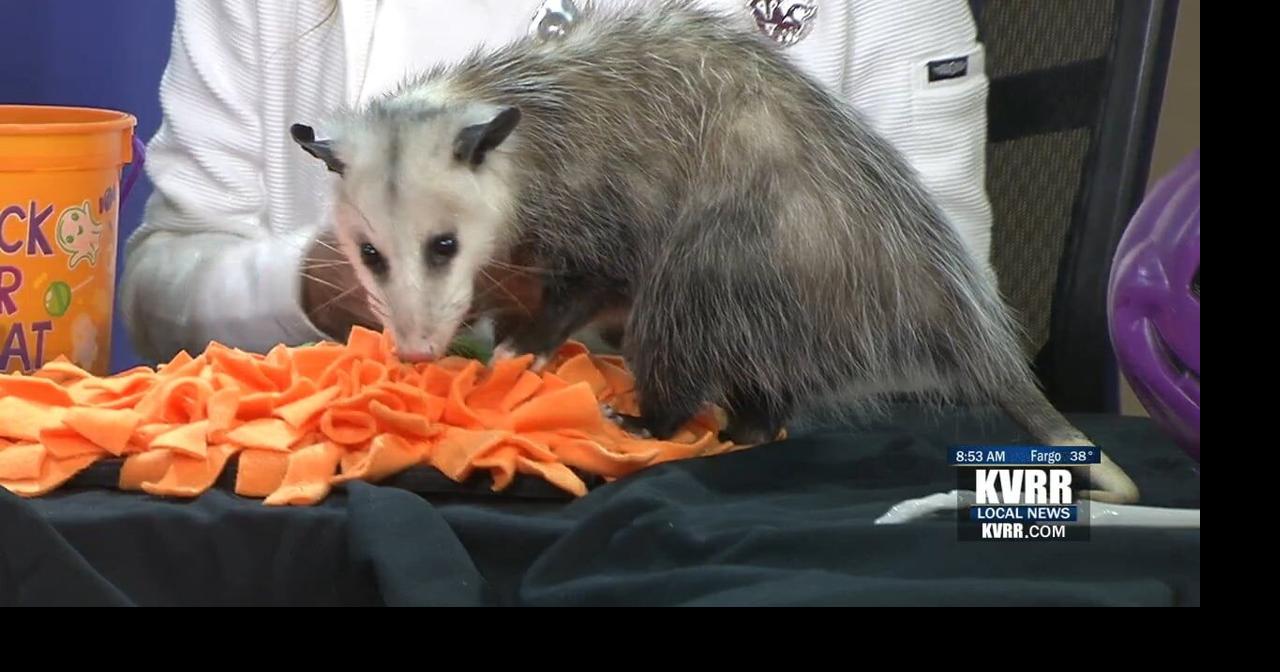 LIVE The Things That Go Bump in the Night Homepage Local News hub