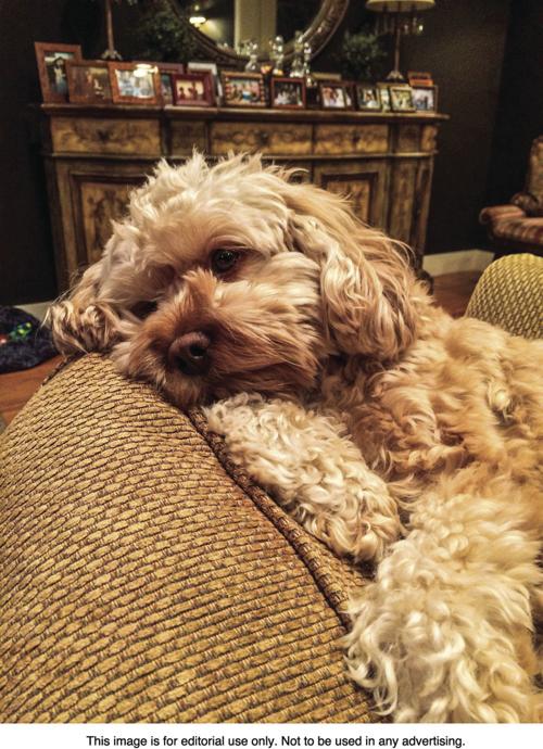 Separation anxiety