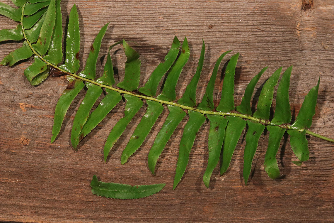 Christmas Fern an evergreen reminder of Christmases past Sports