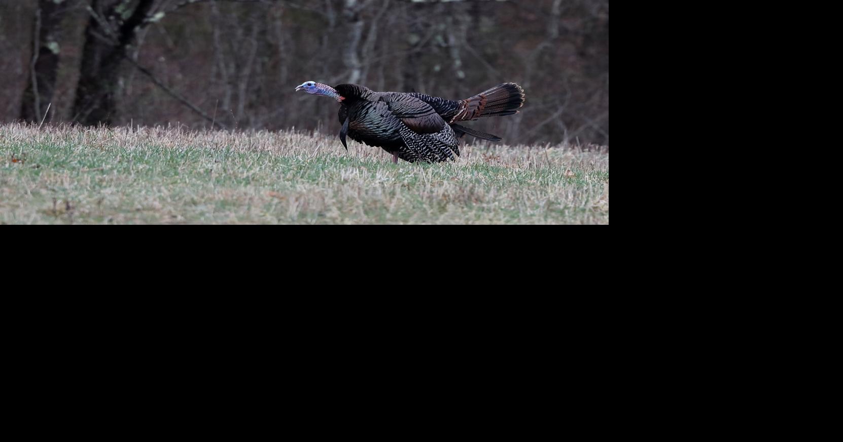 Spring gobbler opens Saturday | Local | huntingdondailynews.com