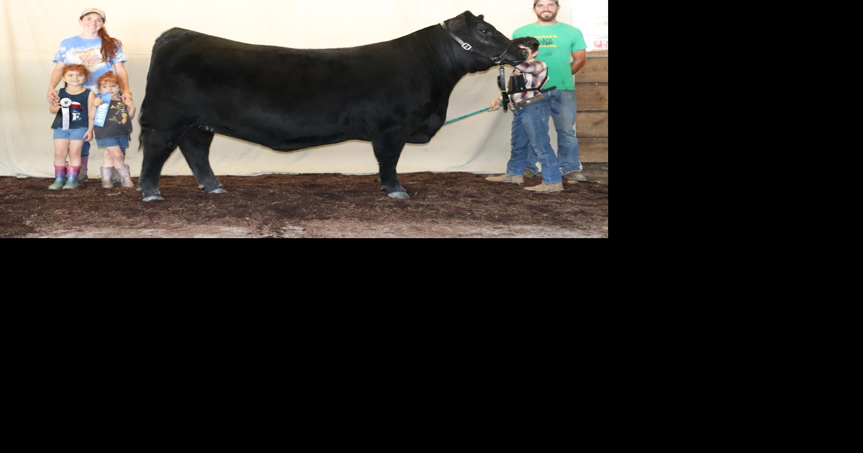 Champions selected at the Pennsylvania Angus Breeders’ Show Farm Home