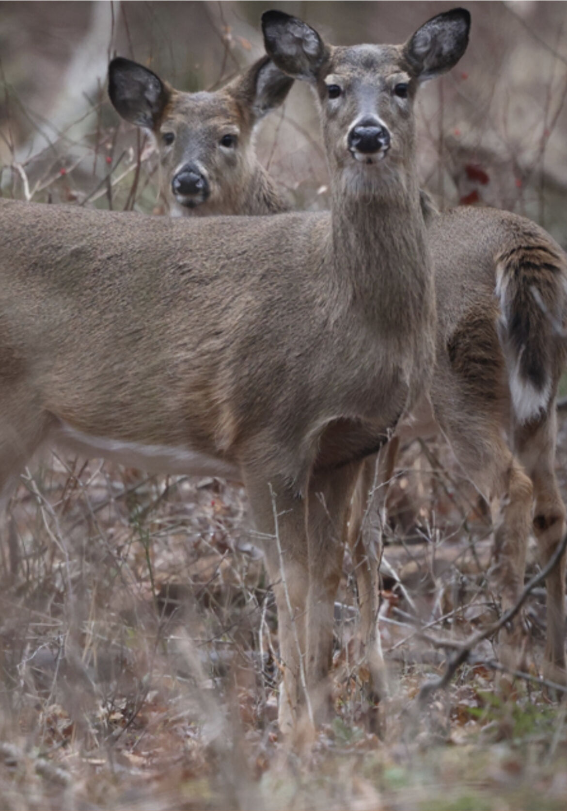 Deer Rifle Season Opens Statewide Today | Local | Huntingdondailynews.com