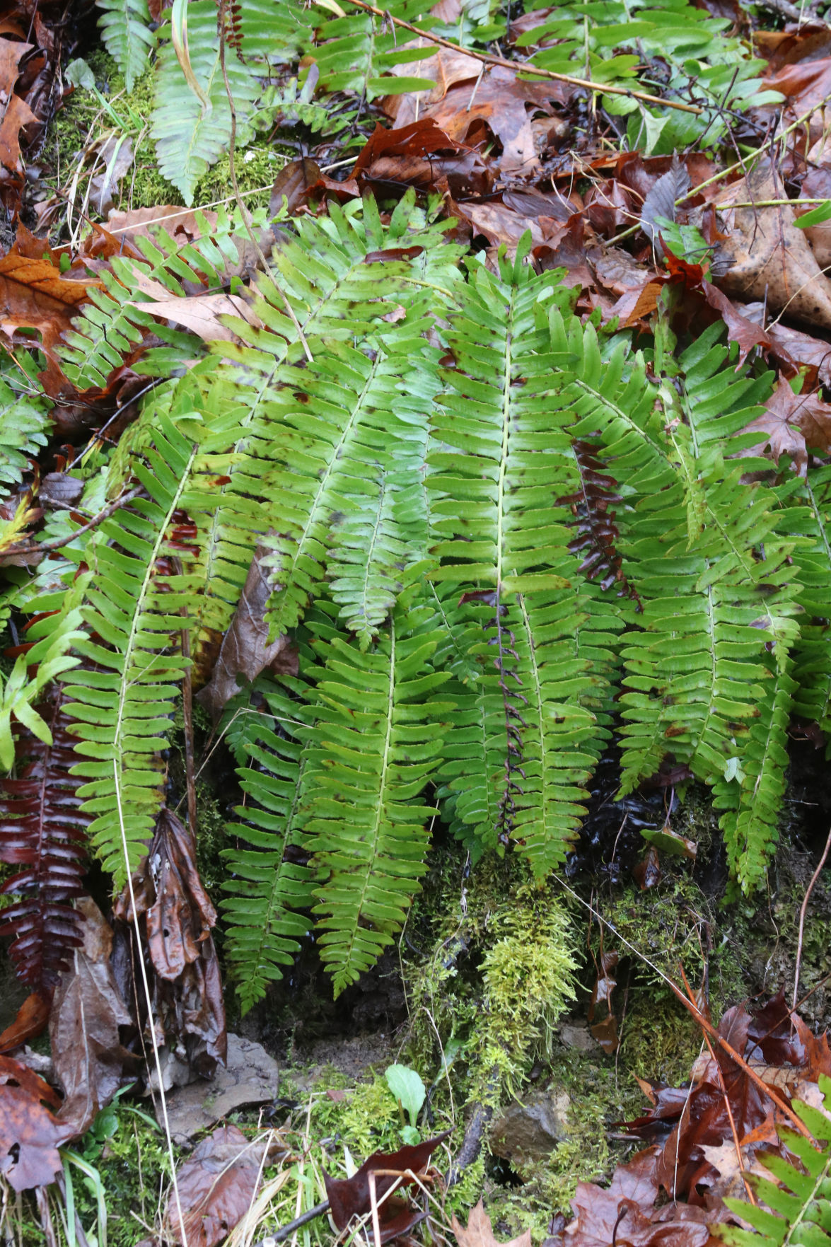 Christmas Fern an evergreen reminder of Christmases past Sports