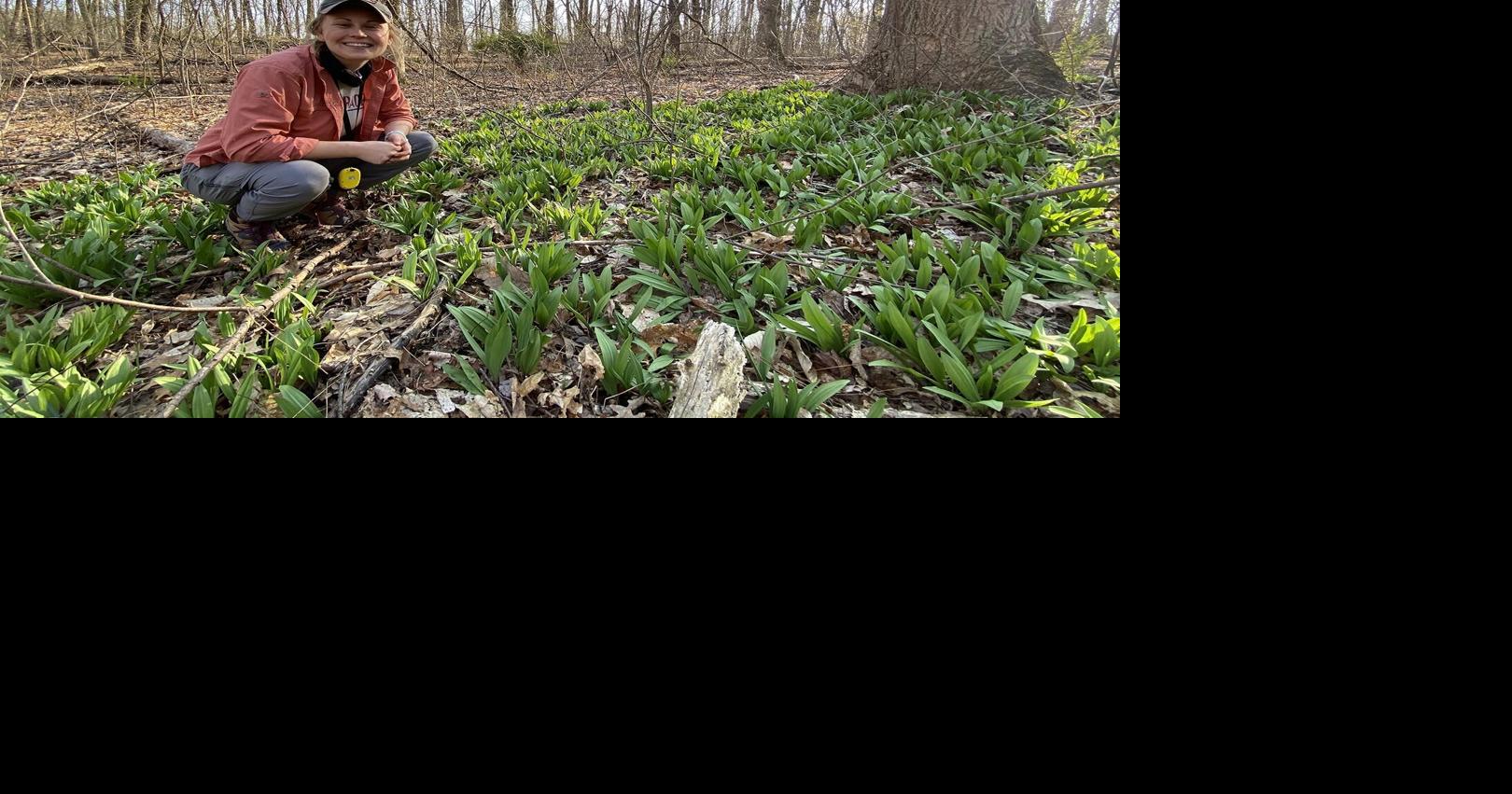 Second species of wild leek documented in Pa. News