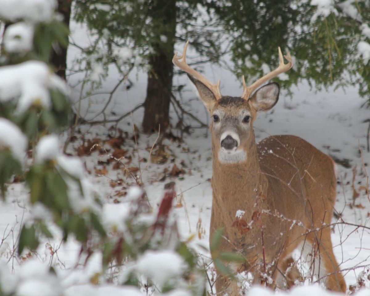 Concurrent deer season best for all, well almost all ... Concurrent deer season best for all, well almost all ...