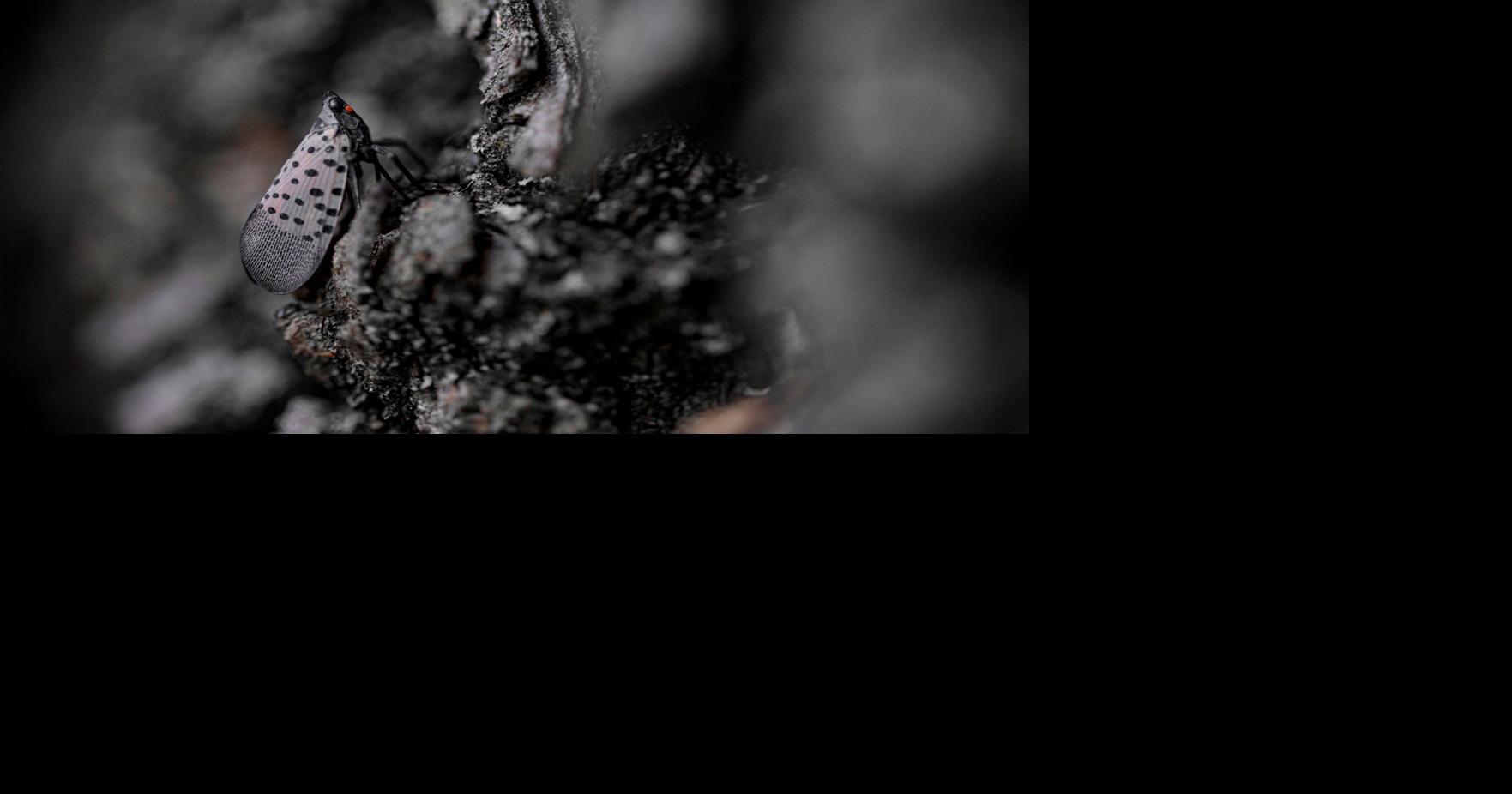 Reports of invasive insect increase | Local | huntingdondailynews.com