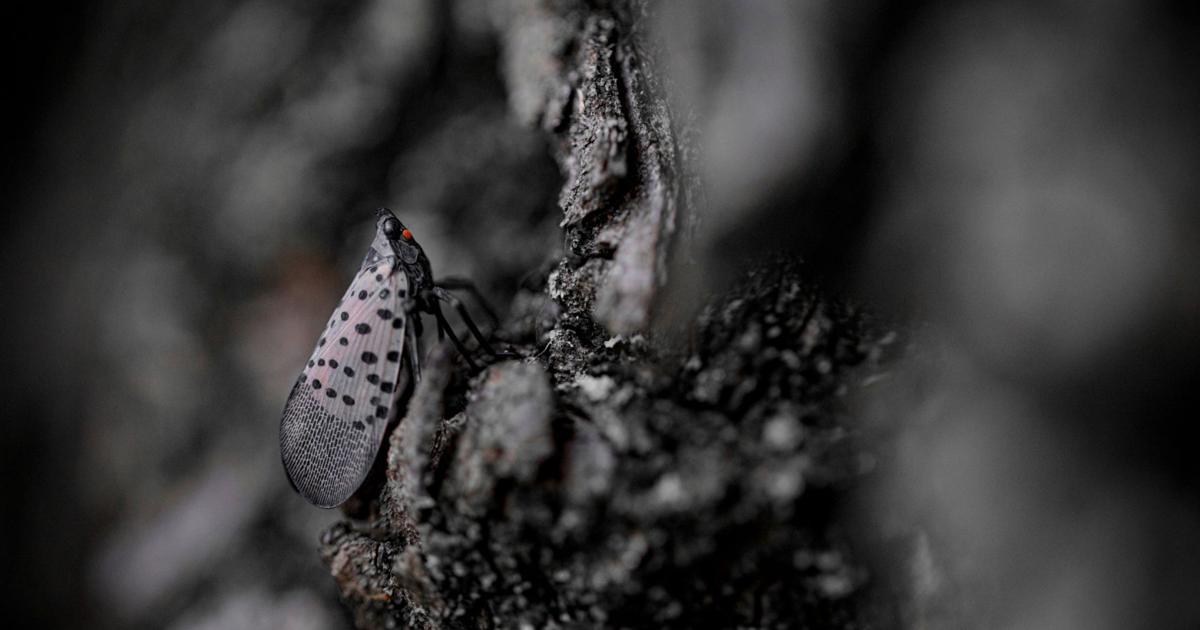Newest Invasive Insect Reports of invasive insect increase | Local | huntingdondailynews.com