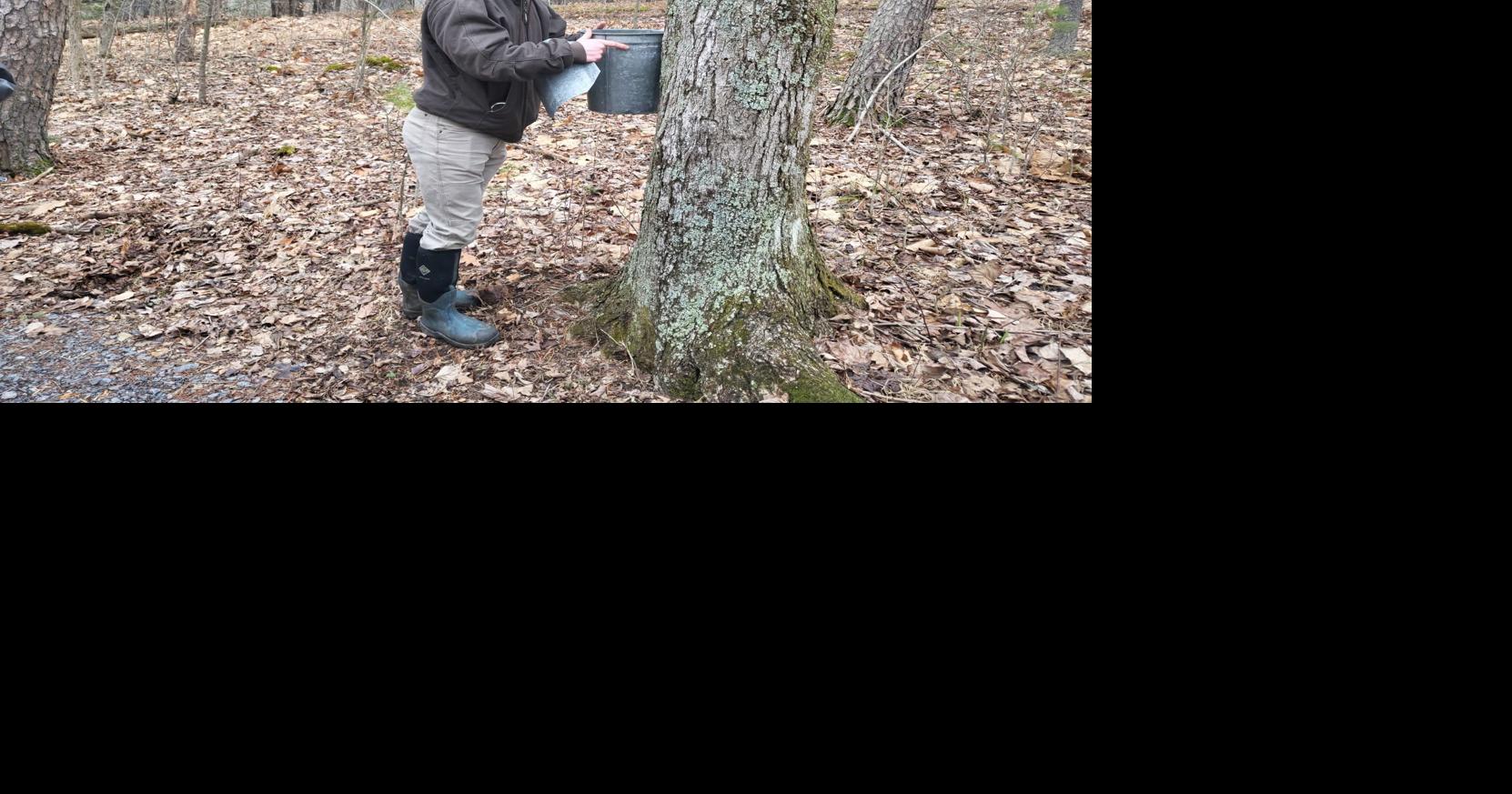 Temps could impact maple syrup harvest Local