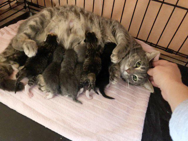 Concerns With Stray Cats Continue Cause Division News