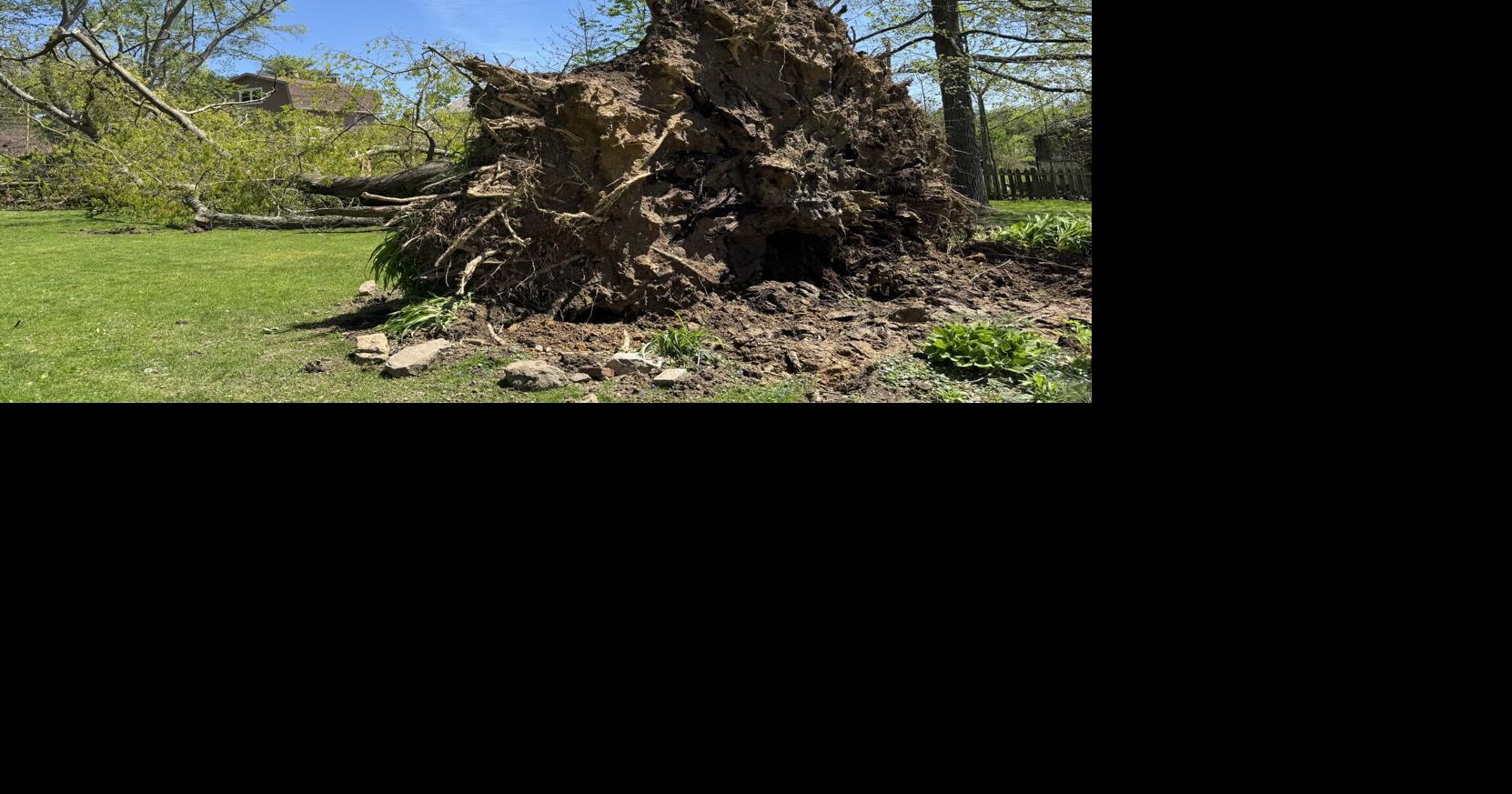 Storm uproots Alexandria's oldest tree | Local | huntingdondailynews.com