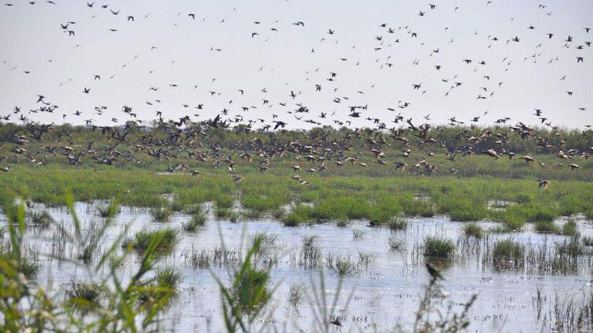 Special teal season arrives after Laura delivers a big hit on Louisiana