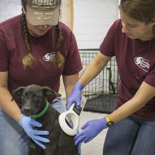 care take pets pet idahopress