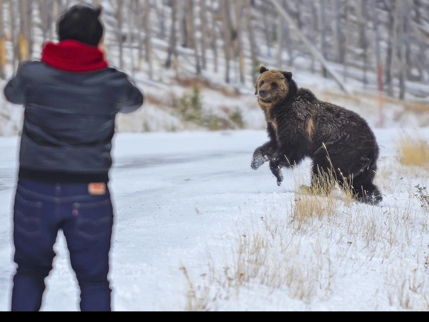 Yellowstone Releases Three Annual Reports On Bears Birds And Wolves Local News Idahopress Com