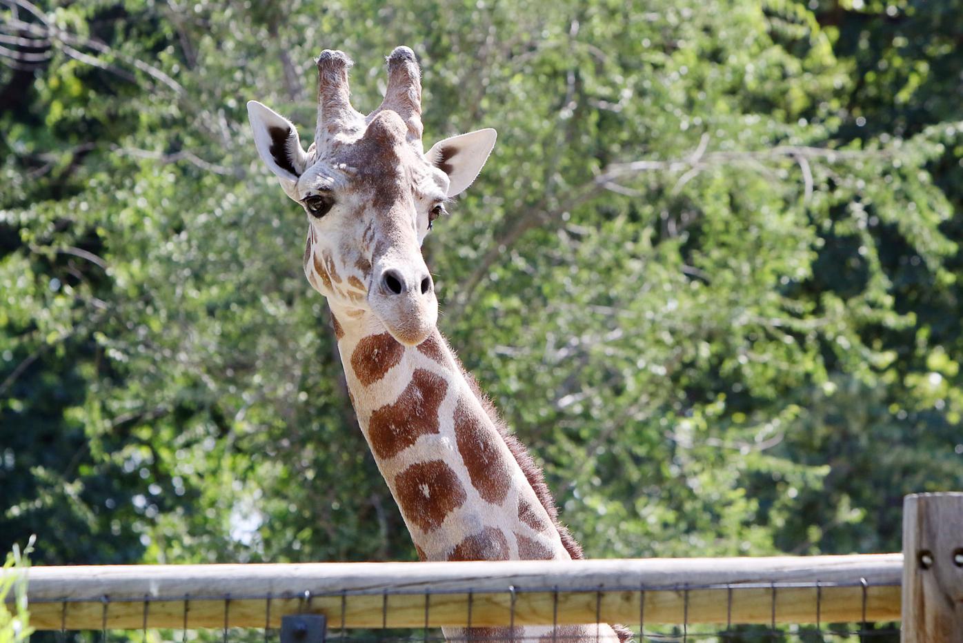 Zoo Boise giraffe