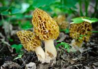 Morel mushrooms: Manna from heaven | Community | idahopress.com