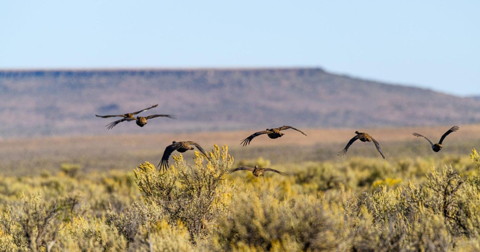 BOSH project restores the sagebrush sea at a grand scale - Vimarsana News