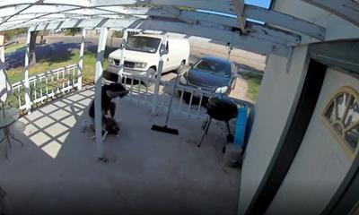 Man punching dog in Caldwell screenshot