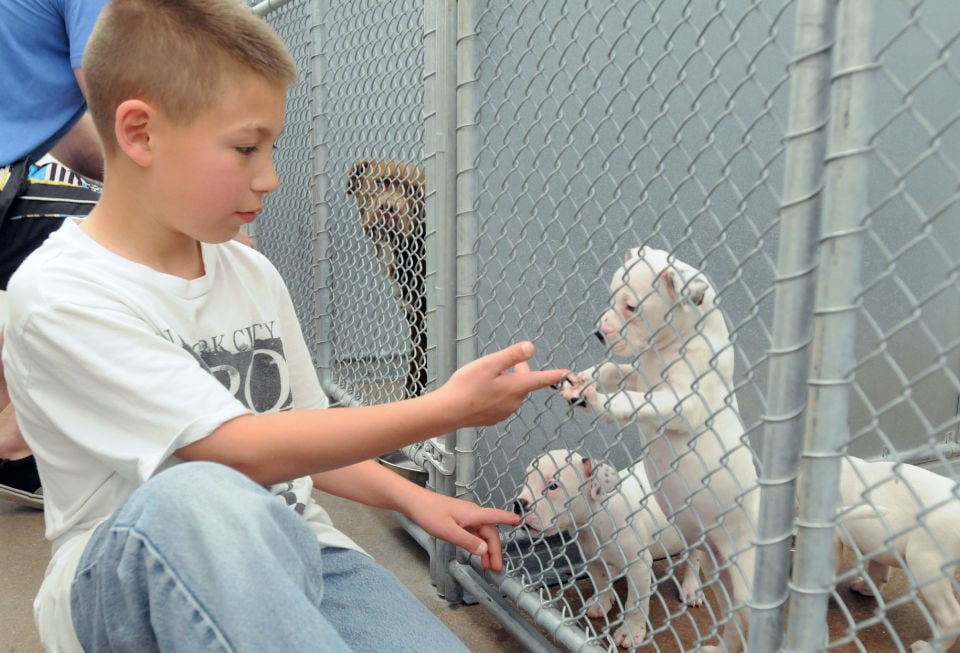 Canyon County Animal Shelter Offering Fall Adoption Specials Local News Idahopress Com