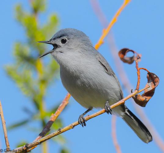 Blue-gray Gnatcatcher  Blue gray gnatcatcher, Backyard birds