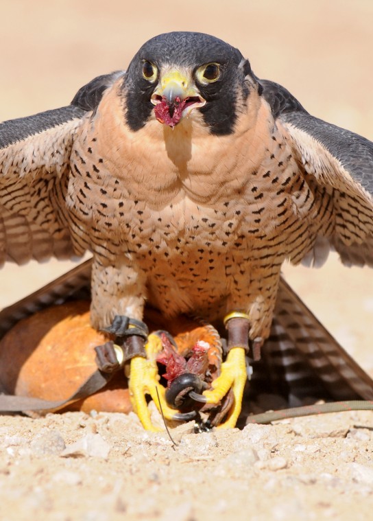 Idaho birds of prey flock to Snake River canyon to nest | Members