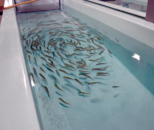 Sockeye’s genes to be used at new hatchery | Members | idahopress.com