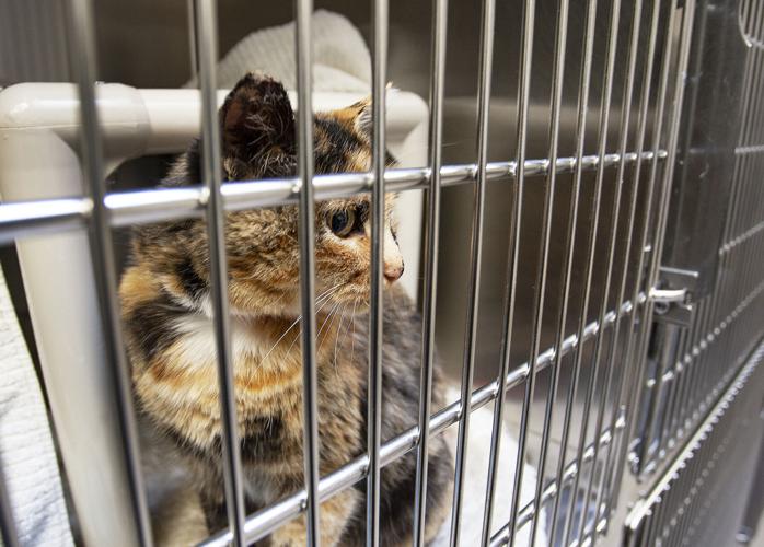 Helping the 'cutest' cats find homes: mystery barn cat adoptions in ...