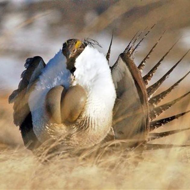 Idaho's sagegrouse season opens Saturday Community