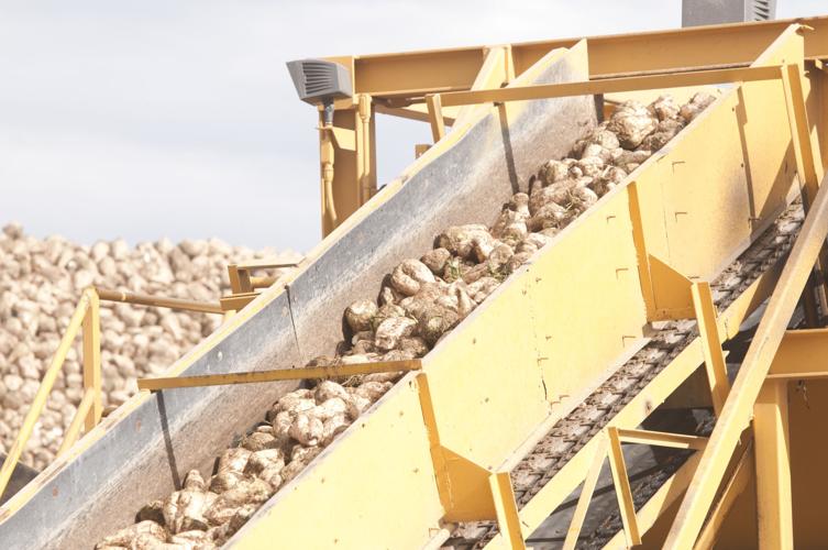 Last year's rough winter means lower sugar yield for sugar beet growers