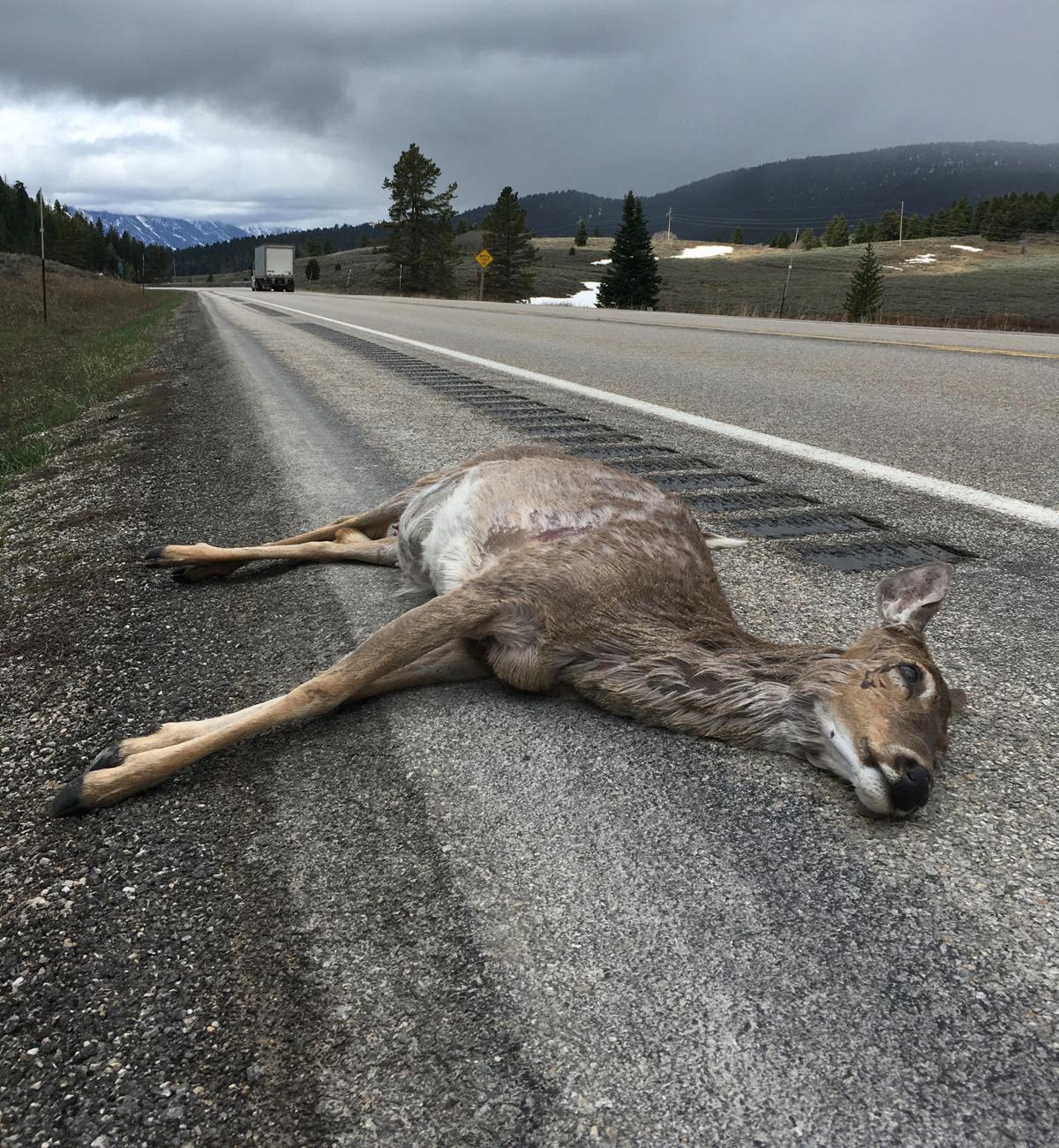 Rules of the roadkill Outdoors News idahopress