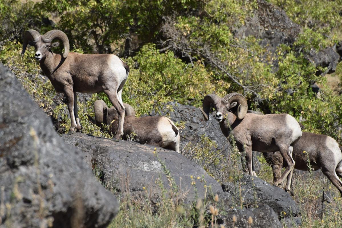 Hunters Controlled Hunt Application Period Opens April 1 No Foolin Community Idahopress Com