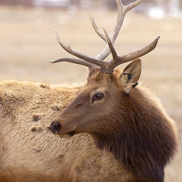 Idaho's second controlled hunt draw results now online Community