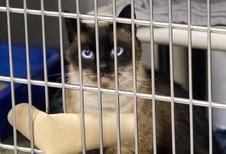 Helping the 'cutest' cats find homes mystery barn cat adoptions in