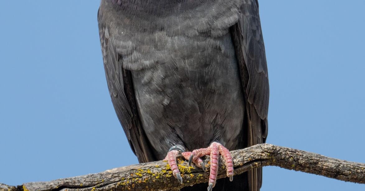 Rock pigeons surprise with unusual sighting in local woods