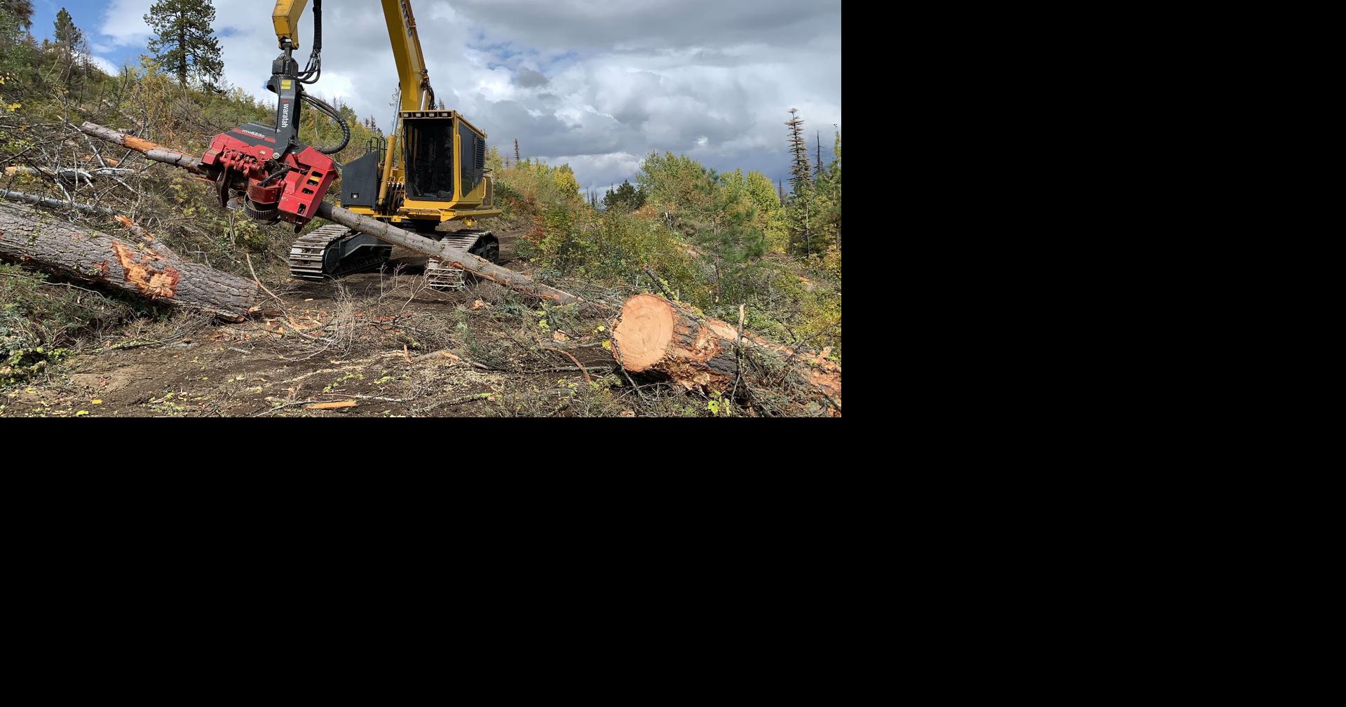 Logging underway for dead and dying trees hit by tussock moth ...