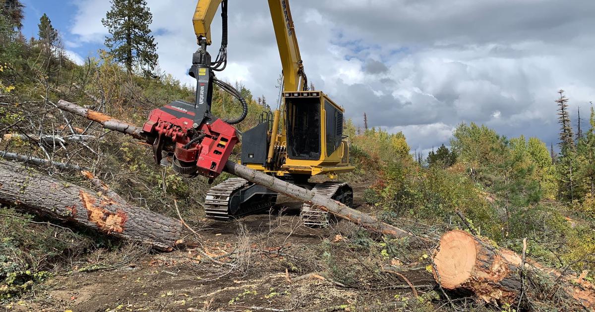 Mogging Tree Logging underway for dead and dying trees hit by tussock moth ...