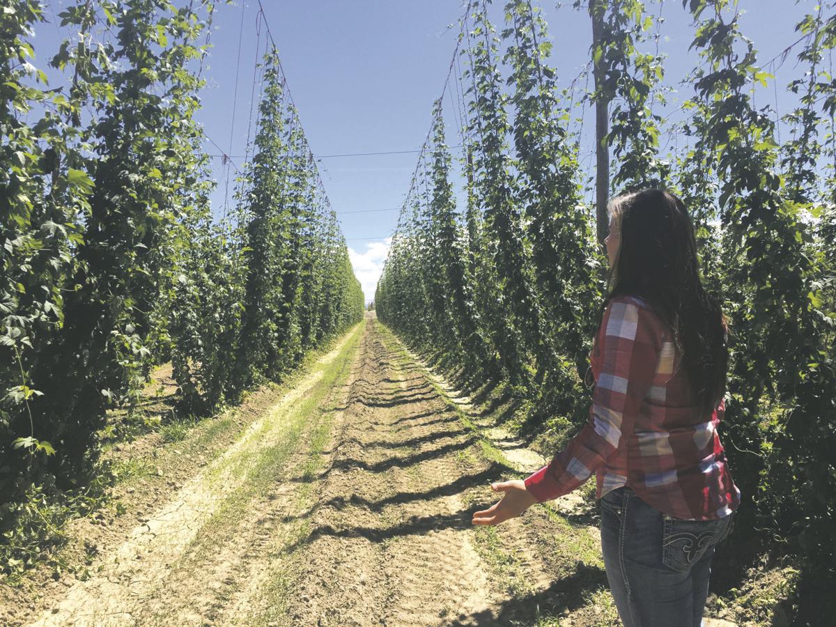 Hops Farmers Learn To Maneuver A Growing Industry Farm Ranch Idahopress Com