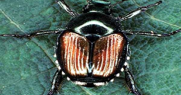 SOMETHING BUGGING YOU? Another new invasive insect found in Idaho ...