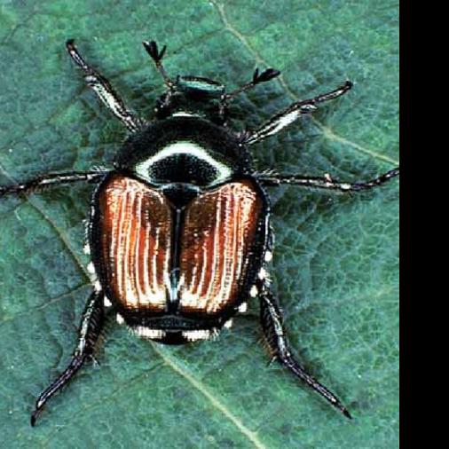 SOMETHING BUGGING YOU? Another new invasive insect found in Idaho ...