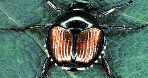 SOMETHING BUGGING YOU? Another new invasive insect found in Idaho ...