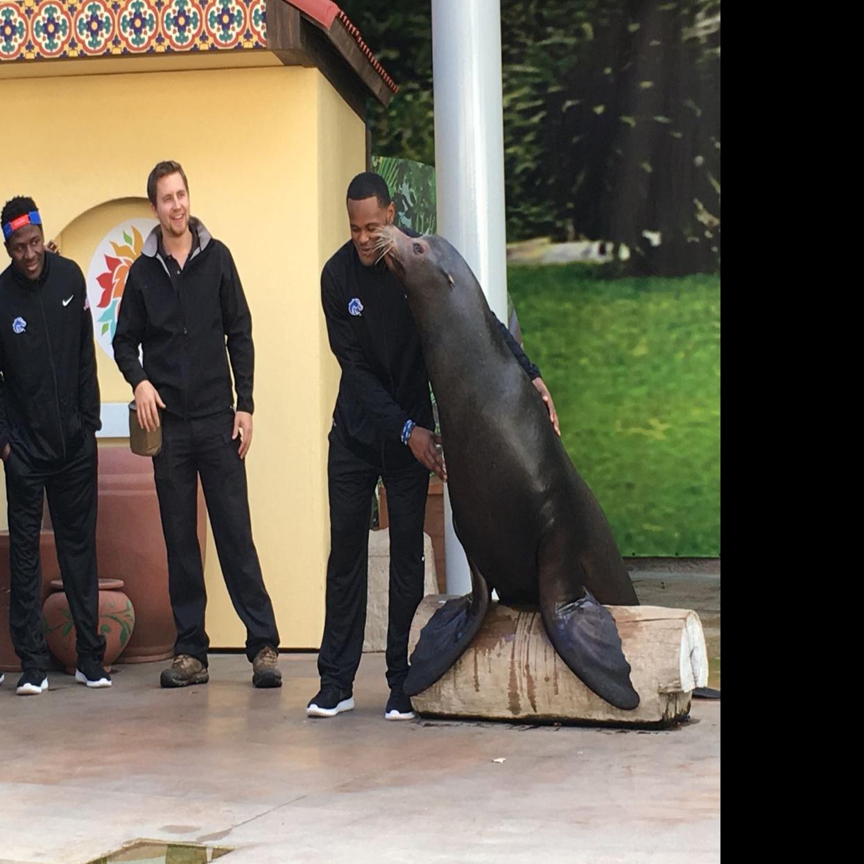 Day 2 Recap From San Diego Boise State Football Visits San Diego Zoo Practices At Southwestern College Blue Turf Sports Idahopress Com