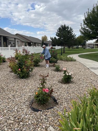 Sweet success: Chet&rsquo;s rose garden gets official dedication | Arts 
