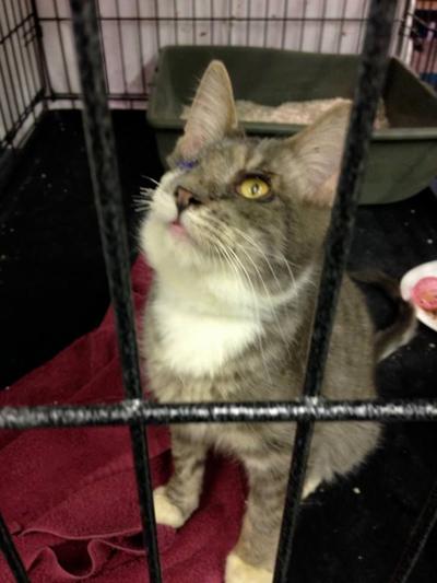 Ontario Feral Cat Project Seeks Homes For Animals Found In Van