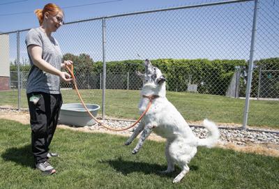 West Valley Humane Society loses county contract, pursues appeal