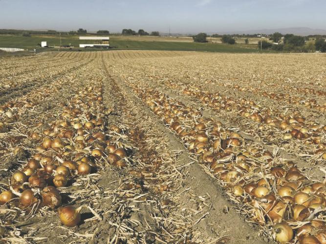 New onion processing facility planned for western Canyon County Local