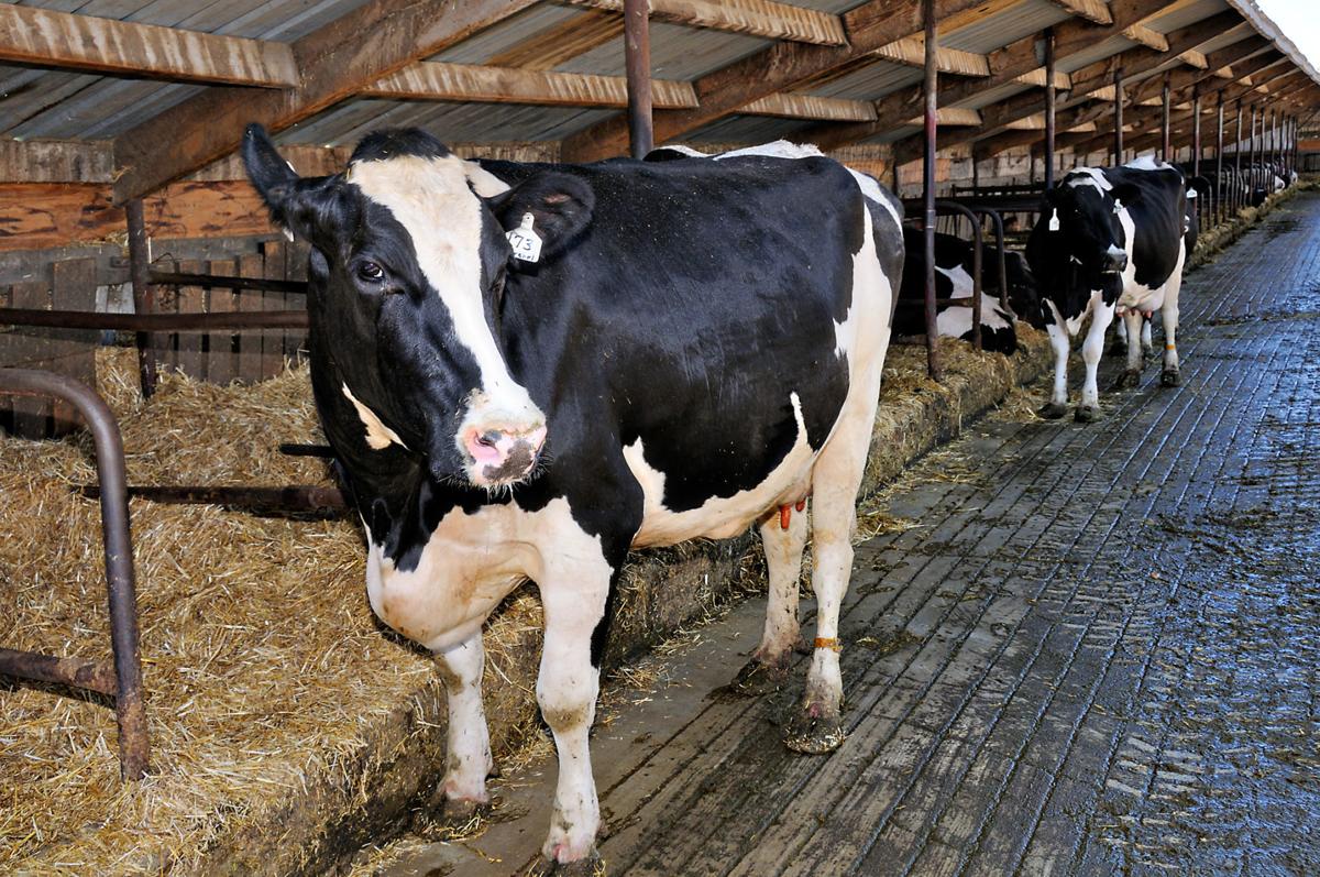 'Farmers market on wheels' Idaho Falls dairy employs modernday
