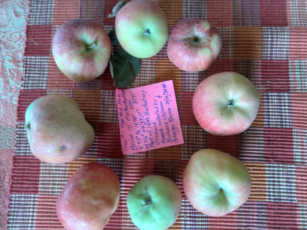 Manual Fruit Crusher for Apples : Homesteader's Supply
